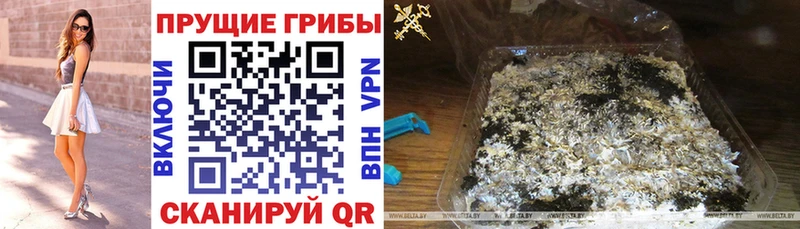 как найти наркотики  Усть-Джегута  Псилоцибиновые грибы GOLDEN TEACHER 